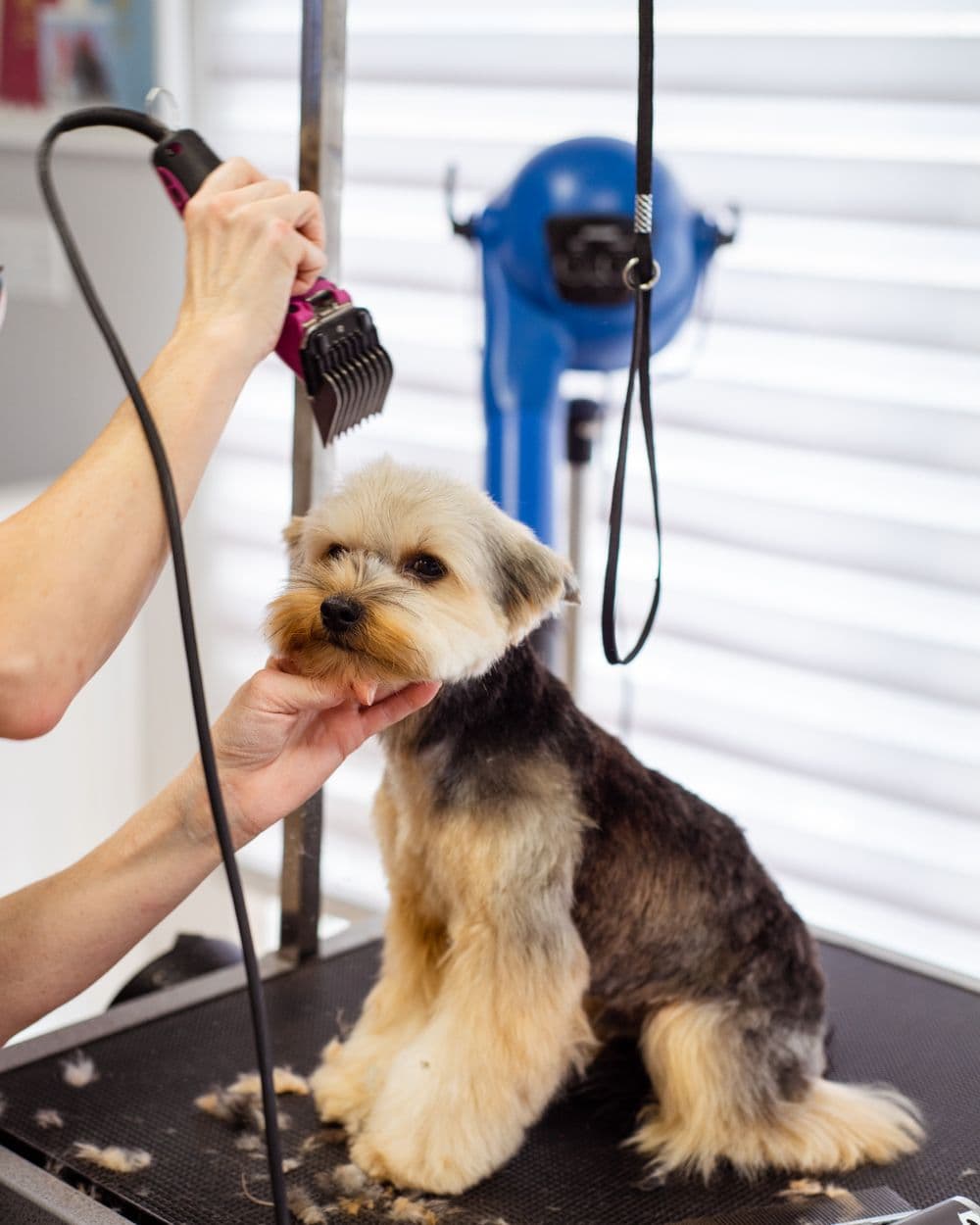 Κομμωτής κατοικιδίων κουρεύει ένα Yorkshire Terrier σε φωτεινό σαλόνι