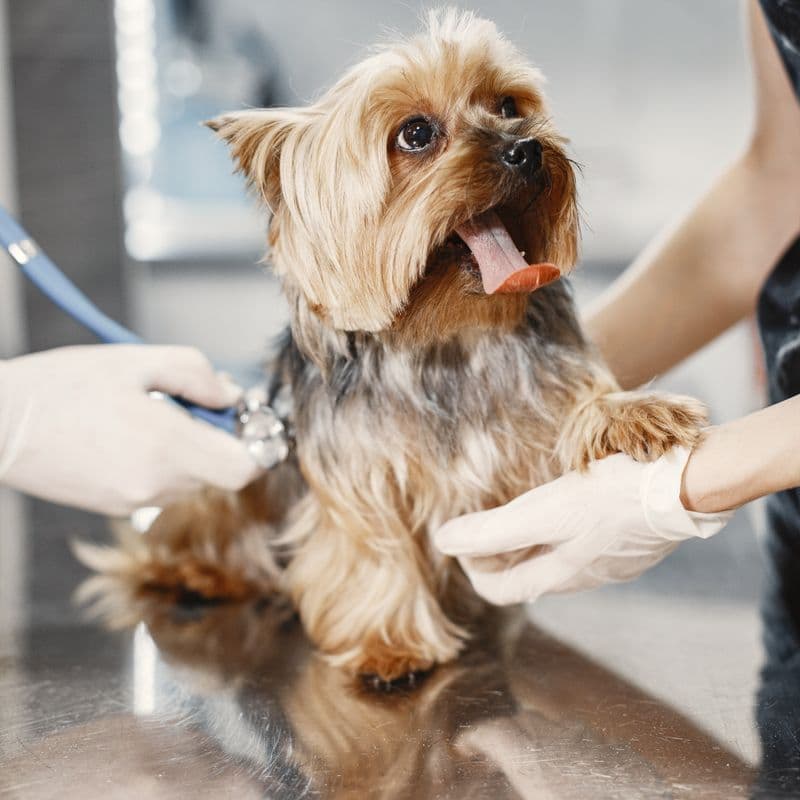 Ένα Yorkshire Terrier εξετάζεται με στηθοσκόπιο στον κτηνίατρο